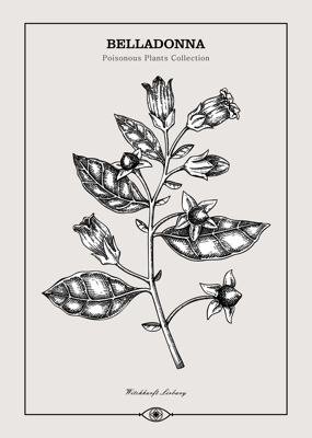 Antique apothecary label design. Belladonna sketch. Witch herbs. Poisonous plant hand-drawn illustration. Art deco poster. NOT AI generated